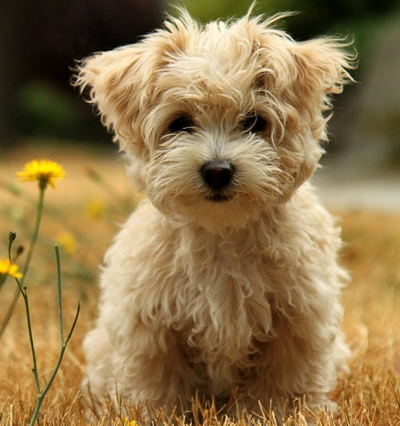 上海买狗哪里好 到正规宠物店购买