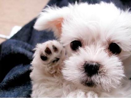 狗狗怎么训练 带出门好控制的狗狗