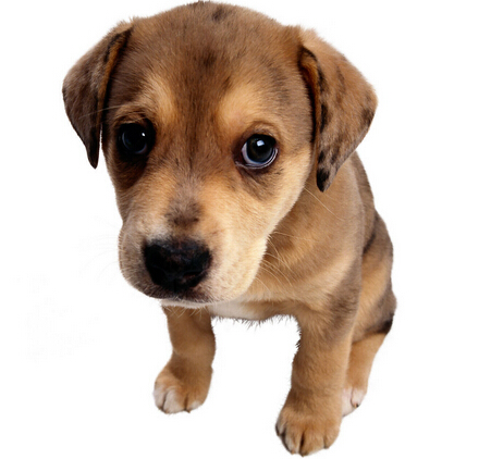 狗狗身上有异味 洗澡也有大学问