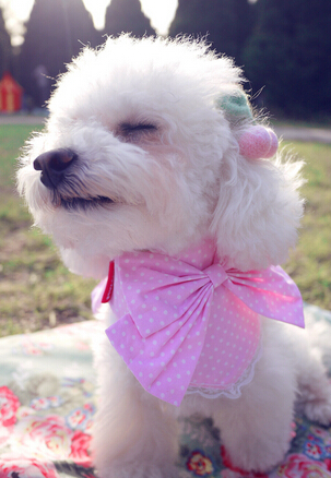 上海哪里买狗良好 买狗不要光看狗的价格