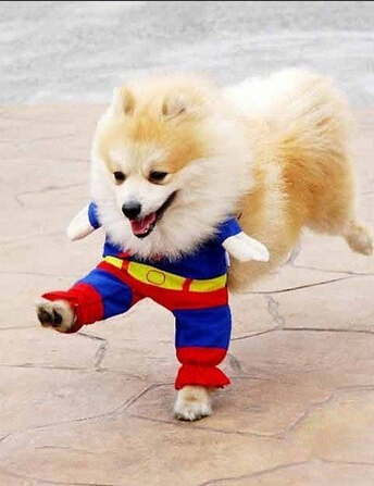 买狗注意事项 避开无良的狗贩