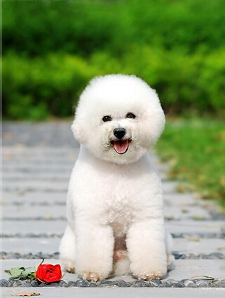 狗每天怪叫几声口吐白沫 可能是胃内异物病