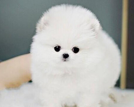 上海哪里有买狗 买狗就要找对卖主