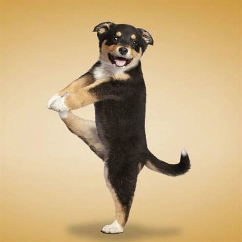 都在哪里买狗 看狗父母可见基因