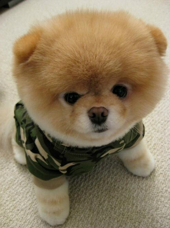 狗每天都吃什么 注意禁忌科学喂养