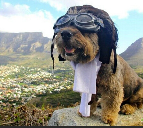 狗每天吃多少狗粮 根据体重定食量