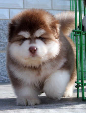 狗狗每天早上吐 呕吐没有看起来那么简单