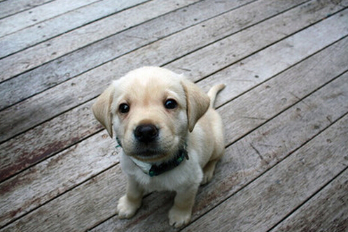 狗狗每天睡多久 爱睡觉不一定是生病哦