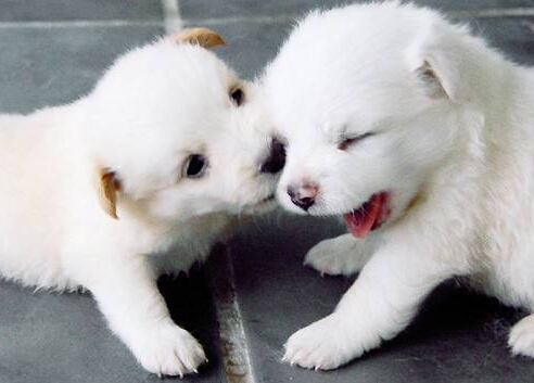 狗狗训练技巧大全 主人的行为很重要