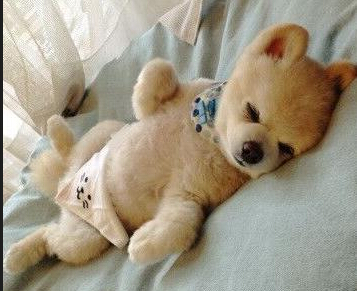 怎么训练狗狗坐下 奖励比责罚更有效