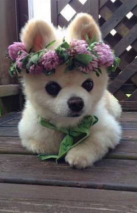 狗狗多大开始训练 不同时期的训练内容