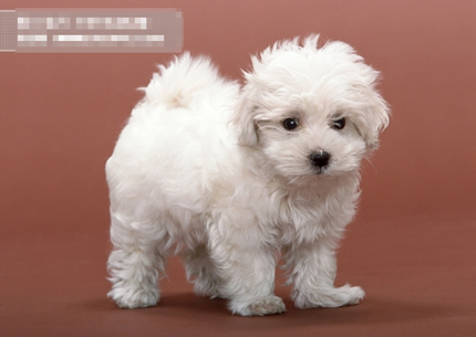  去哪里买狗 买到健康狗狗的小技巧