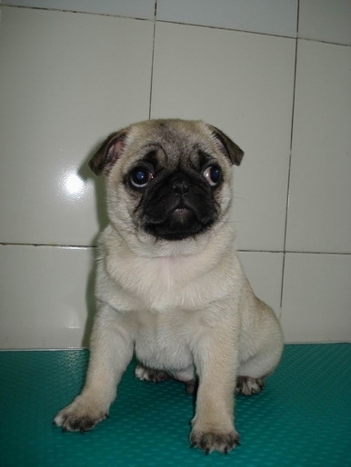 巴哥犬哪里有卖？ 淘宝上骗子多