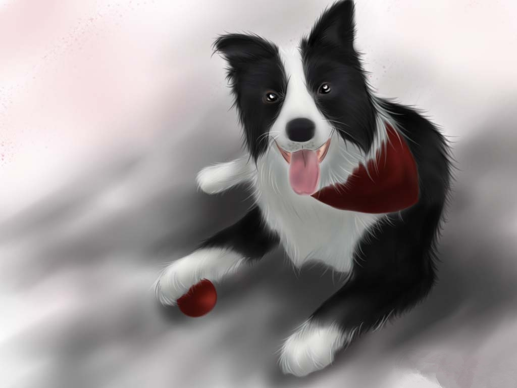 边境牧羊犬训练教程 奖惩并施才是好主人