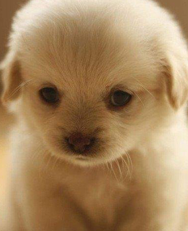 被狗狗抓伤会怎样 感染狂犬病的几率低