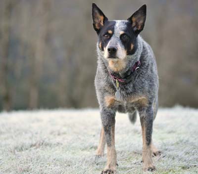 澳洲牧牛犬的价格  一个有多种特性的犬类