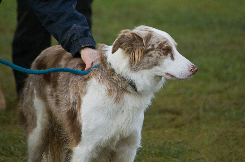 怎么训练边境牧羊犬 耐心修得好狗狗