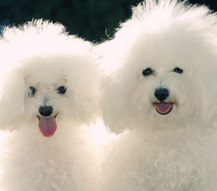 怎么训练狗狗站立 以诱导为主调动积极性