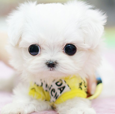 狗发情前的症状 情绪易激动