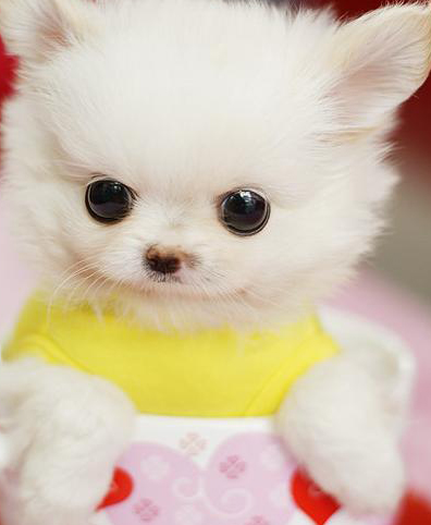 公狗狗发情的症状 易燥乱不安