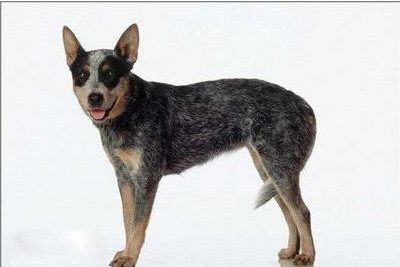 澳洲牧牛犬哪里卖 不适合家庭宠物犬饲养