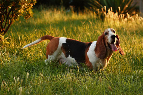 巴吉度猎犬图片    嗅觉敏锐的猎犬