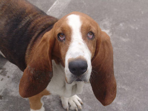 巴吉度狗图片   优秀的痕迹追踪犬