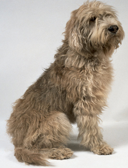 奥达猎犬的价格 大型犬饲养比买更花钱