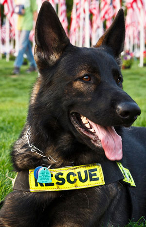 怎么训练狗狗大小便  不要强制关起来