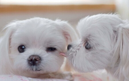 训练狗狗的手势 手势和口令并用