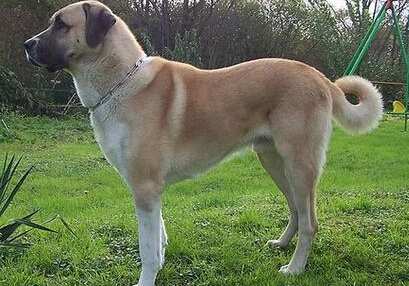 安娜图牧羊犬哪里卖 正规的宠物交易市场