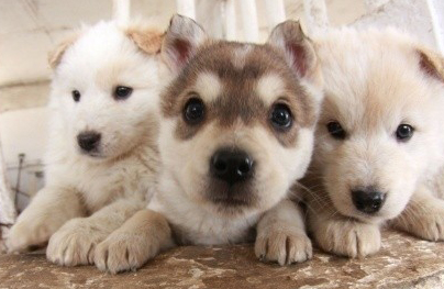 被狗狗抓伤会不会得病  切记马上清洗伤口