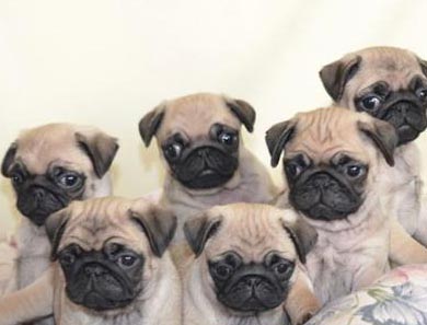 巴哥犬多少钱一只  哪种价格比较合理