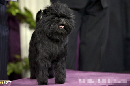 猴面犬的价格  猴面犬是爱情专一的犬