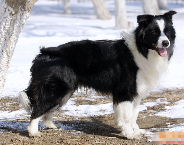 边境牧羊犬吃什么狗粮好？ 搭配好营养又健康