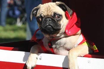 巴哥犬怎么养  带你了解更健康的方法