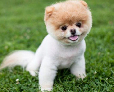 狗发情期症状 发情原因分析