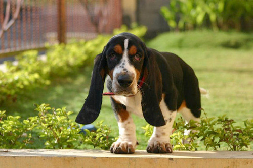 巴吉度犬图片　似蒲扇般的大耳朵