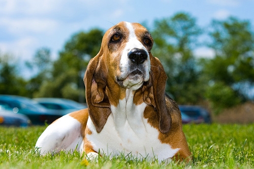 巴吉度猎犬图片    嗅觉敏锐的猎犬