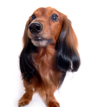 怎样训练狗狗大小便 诱导性训练