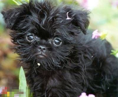  猴面犬哪里卖 最好去正规宠物店