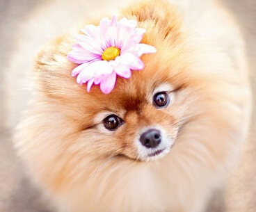 怎样训练狗狗叼东西 狗具有叼东西的本性