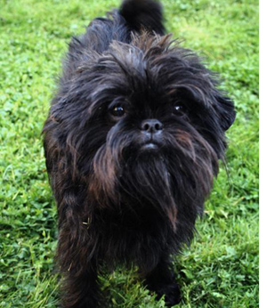 猴面犬的特点  喜欢安静但具有攻击性