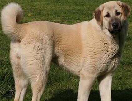  安娜图牧羊犬的特点 具有非常强的耐力