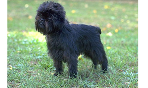  猴面犬的形态特征 有个性忠诚犬