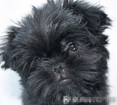  猴面犬的喂食要点  食物要营养均衡