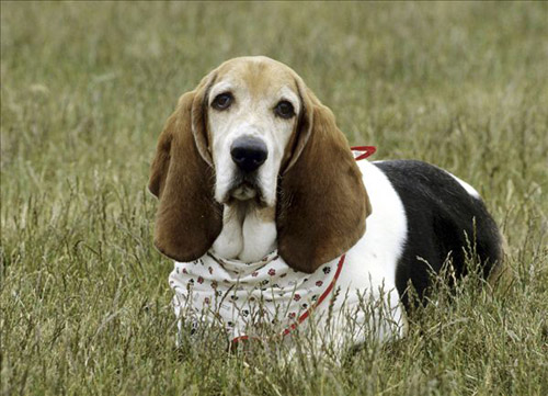 巴吉度猎犬图片    嗅觉敏锐的猎犬