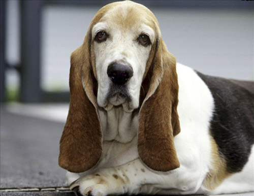 巴吉度狗图片   优秀的痕迹追踪犬