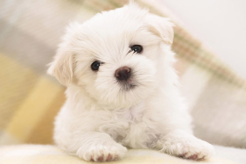 买狗需要签协议吗   签订协议维护安全