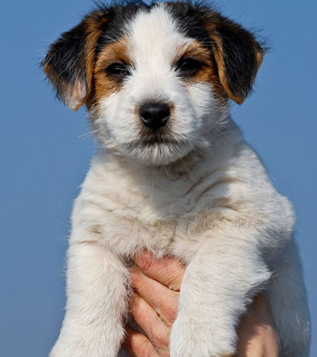 如何训练狗狗 小动作的训练